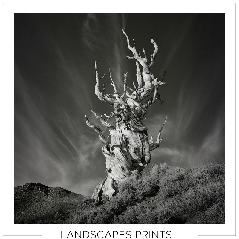 Click here to select and order Landscapes prints