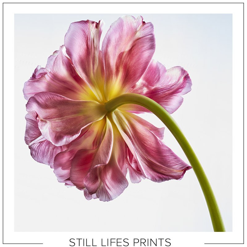 Click here to select and order Still lifes prints